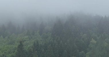 Dağlarda yağışlı hava. Çam ağacı ormanında sisli bir sis esiyor. Sisli bir günde dağ tepelerindeki ladin ormanlarının hava görüntüleri. Güzel ormanda sabah sisi. Merhaba kaliteli 4K video