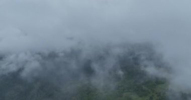 Dağlarda yağışlı hava. Çam ağacı ormanında sisli bir sis esiyor. Sisli bir günde dağ tepelerindeki ladin ormanlarının hava görüntüleri. Güzel ormanda sabah sisi. Merhaba kaliteli 4K video