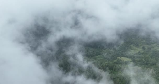 Esős Idő Hegyekben Köd Söpör Végig Fenyőerdőn Légifotók Fenyőerdőkről Hegyekben — Stock videók