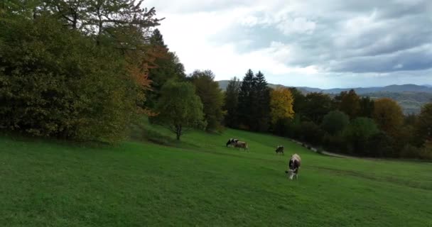 Widok Powietrza Stado Krów Odpoczywających Jedzących Świeżą Trawę Zielonym Pastwisku — Wideo stockowe