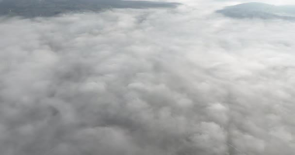 Запись Воздушного Беспилотника Туманным Туманом Над Сосновым Лесом Прекрасное Утро — стоковое видео