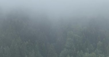 Dağlarda yağışlı hava. Çam ağacı ormanında sisli bir sis esiyor. Sisli bir günde dağ tepelerindeki ladin ormanlarının hava görüntüleri. Güzel ormanda sabah sisi. Merhaba kaliteli 4K video