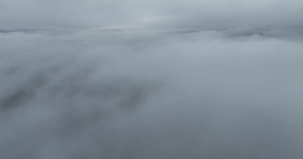 Sateinen Sää Vuorilla Sumua Puhaltaa Mäntymetsän Yllä Aerial Kuvamateriaalia Kuusen — kuvapankkivideo