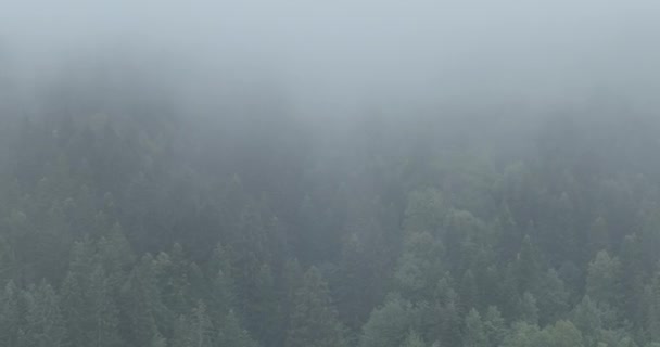 Regnigt Väder Bergen Dimma Som Blåser Över Tallskogen Flygbilder Granskogsträd — Stockvideo