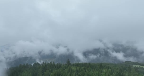 山の中で雨の天気 霧の霧が松の木の森の上を吹いている 霧の日に山の丘の上にトウヒの森の木の空中映像 美しい森で朝の霧 高品質4Kビデオ — ストック動画