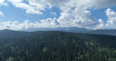 Dağlarda yağışlı hava. Çam ağacı ormanında sisli bir sis esiyor. Sisli bir günde dağ tepelerindeki ladin ormanlarının hava görüntüleri. Güzel ormanda sabah sisi. Merhaba kaliteli 4K video