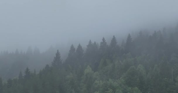 날씨가 무더우니까 소나무 안개가 안개낀 언덕에 가문비나무들의 영상이었습니다 아름다운 비디오 — 비디오
