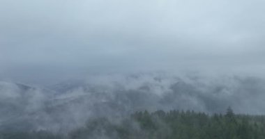 Dağlarda yağışlı hava. Çam ağacı ormanında sisli bir sis esiyor. Sisli bir günde dağ tepelerindeki ladin ormanlarının hava görüntüleri. Güzel ormanda sabah sisi. Merhaba kaliteli 4K video