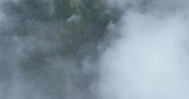 Dağlarda yağışlı hava. Çam ağacı ormanında sisli bir sis esiyor. Sisli bir günde dağ tepelerindeki ladin ormanlarının hava görüntüleri. Güzel ormanda sabah sisi. Merhaba kaliteli 4K video