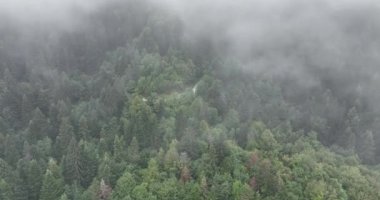 Dağlarda yağışlı hava. Çam ağacı ormanında sisli bir sis esiyor. Sisli bir günde dağ tepelerindeki ladin ormanlarının hava görüntüleri. Güzel ormanda sabah sisi. Merhaba kaliteli 4K video