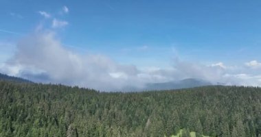 Dağlarda yağışlı hava. Çam ağacı ormanında sisli bir sis esiyor. Sisli bir günde dağ tepelerindeki ladin ormanlarının hava görüntüleri. Güzel ormanda sabah sisi. Merhaba kaliteli 4K video
