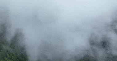 Dağlarda yağışlı hava. Çam ağacı ormanında sisli bir sis esiyor. Sisli bir günde dağ tepelerindeki ladin ormanlarının hava görüntüleri. Güzel ormanda sabah sisi. Merhaba kaliteli 4K video