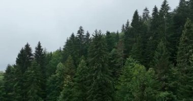 Dağlarda yağışlı hava. Çam ağacı ormanında sisli bir sis esiyor. Sisli bir günde dağ tepelerindeki ladin ormanlarının hava görüntüleri. Güzel ormanda sabah sisi. Merhaba kaliteli 4K video