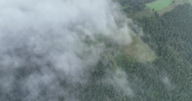 Dağlarda yağışlı hava. Çam ağacı ormanında sisli bir sis esiyor. Sisli bir günde dağ tepelerindeki ladin ormanlarının hava görüntüleri. Güzel ormanda sabah sisi. Merhaba kaliteli 4K video