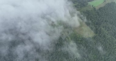 Dağlarda yağışlı hava. Çam ağacı ormanında sisli bir sis esiyor. Sisli bir günde dağ tepelerindeki ladin ormanlarının hava görüntüleri. Güzel ormanda sabah sisi. Merhaba kaliteli 4K video