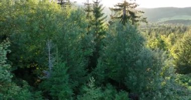 Romanya 'nın güzel kırsal kesiminin manzarası. Güneşli bir öğleden sonra. Dağlardaki harika bahar manzarası. Çimen tarlaları ve yuvarlanan tepeler. kırsal manzara