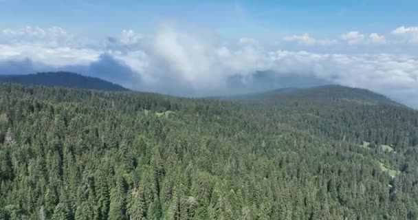 Βροχερός Καιρός Στα Βουνά Ομίχλη Που Φυσάει Πάνω Από Πευκοδάσος — Αρχείο Βίντεο