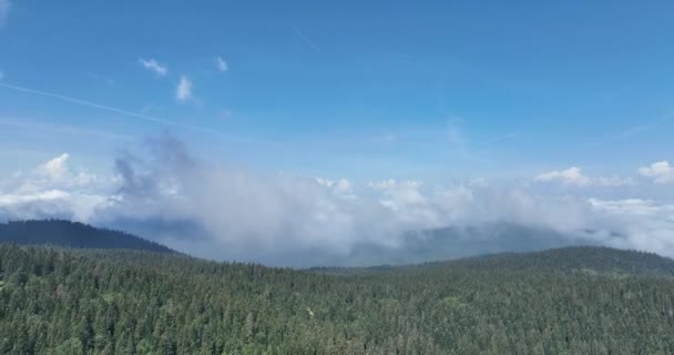 Esős Idő Hegyekben Köd Söpör Végig Fenyőerdőn Légifotók Fenyőerdőkről Hegyekben — Stock videók