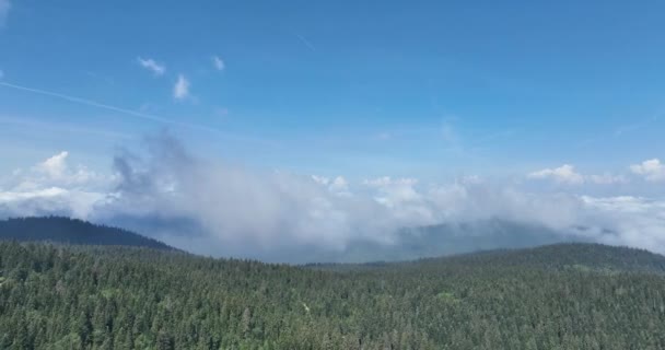 Βροχερός Καιρός Στα Βουνά Ομίχλη Που Φυσάει Πάνω Από Πευκοδάσος — Αρχείο Βίντεο