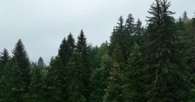 Dağlarda yağışlı hava. Çam ağacı ormanında sisli bir sis esiyor. Sisli bir günde dağ tepelerindeki ladin ormanlarının hava görüntüleri. Güzel ormanda sabah sisi. Merhaba kaliteli 4K video