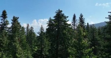 Dağlarda yağışlı hava. Çam ağacı ormanında sisli bir sis esiyor. Sisli bir günde dağ tepelerindeki ladin ormanlarının hava görüntüleri. Güzel ormanda sabah sisi. Merhaba kaliteli 4K video