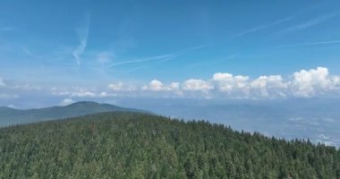 Dağlarda yağışlı hava. Çam ağacı ormanında sisli bir sis esiyor. Sisli bir günde dağ tepelerindeki ladin ormanlarının hava görüntüleri. Güzel ormanda sabah sisi. Merhaba kaliteli 4K video