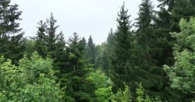 Dağlarda yağışlı hava. Çam ağacı ormanında sisli bir sis esiyor. Sisli bir günde dağ tepelerindeki ladin ormanlarının hava görüntüleri. Güzel ormanda sabah sisi. Merhaba kaliteli 4K video