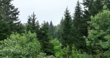 Dağlarda yağışlı hava. Çam ağacı ormanında sisli bir sis esiyor. Sisli bir günde dağ tepelerindeki ladin ormanlarının hava görüntüleri. Güzel ormanda sabah sisi. Merhaba kaliteli 4K video