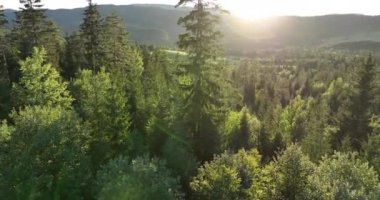 Romanya 'nın güzel kırsal kesiminin manzarası. Güneşli bir öğleden sonra. Dağlardaki harika bahar manzarası. Çimen tarlaları ve yuvarlanan tepeler. kırsal manzara