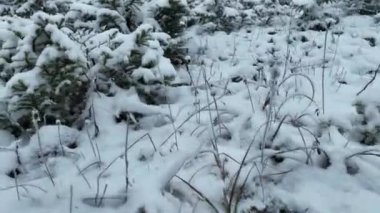 Kuzey karlı orman kış manzarası, kar yağışı ve ilk taze kar kaplı orman, tepeden aşağı manzara. Yüksek kalite 4k görüntü 