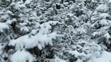 Kuzey karlı orman kış manzarası, kar yağışı ve ilk taze kar kaplı orman, tepeden aşağı manzara. Yüksek kalite 4k görüntü 