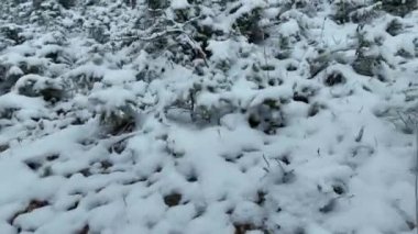 Kuzey karlı orman kış manzarası, kar yağışı ve ilk taze kar kaplı orman, tepeden aşağı manzara. Yüksek kalite 4k görüntü 