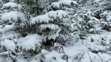 Kuzey karlı orman kış manzarası, kar yağışı ve ilk taze kar kaplı orman, tepeden aşağı manzara. Yüksek kalite 4k görüntü 