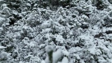 Kuzey karlı orman kış manzarası, kar yağışı ve ilk taze kar kaplı orman, tepeden aşağı manzara. Yüksek kalite 4k görüntü 