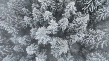 Kuzey karlı orman kış manzarası, kar yağışı ve ilk taze kar kaplı orman, tepeden aşağı manzara. Yüksek kalite 4k görüntü 