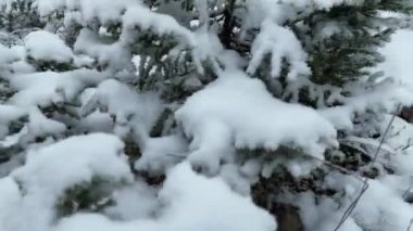 Kuzey karlı orman kış manzarası, kar yağışı ve ilk taze kar kaplı orman, tepeden aşağı manzara. Yüksek kalite 4k görüntü 