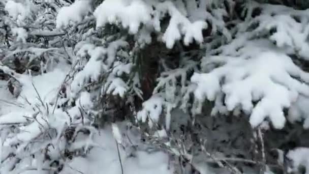 Aerial View North Snowy Forest Winter Landscape Snowfall First Fresh — Stock Video