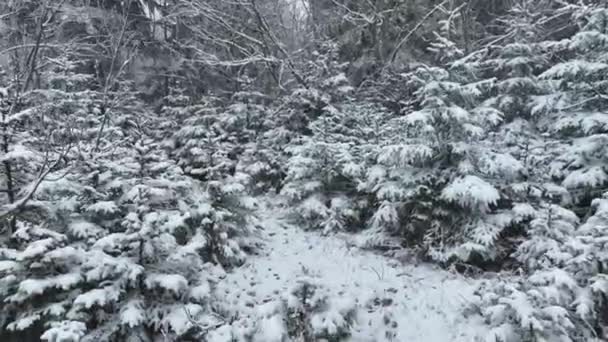 Vista Aérea Del Paisaje Invernal Del Bosque Nevado Del Norte — Vídeo de stock