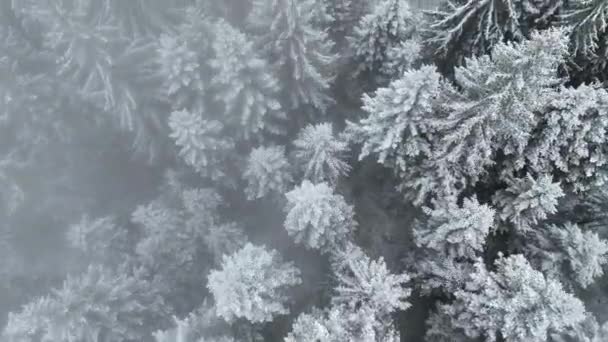 Vue Aérienne Paysage Hivernal Forêt Enneigée Nord Des Chutes Neige — Video
