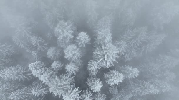 Flygfoto Över Norra Snöiga Skogen Vinterlandskap Snöfall Och Första Nysnö — Stockvideo