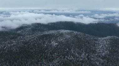 Kuzey karlı orman kış manzarası, kar yağışı ve ilk taze kar kaplı orman, tepeden aşağı manzara. Yüksek kalite 4k görüntü 