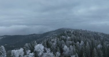 Kuzey karlı orman kış manzarası, kar yağışı ve ilk taze kar kaplı orman, tepeden aşağı manzara. Yüksek kalite 4k görüntü