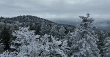 Kuzey karlı orman kış manzarası, kar yağışı ve ilk taze kar kaplı orman, tepeden aşağı manzara. Yüksek kalite 4k görüntü