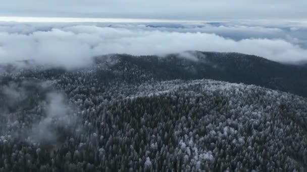 空中俯瞰北方雪地森林冬季景观 降雪和初雪覆盖森林 俯瞰全景 高质量的4K镜头 — 图库视频影像