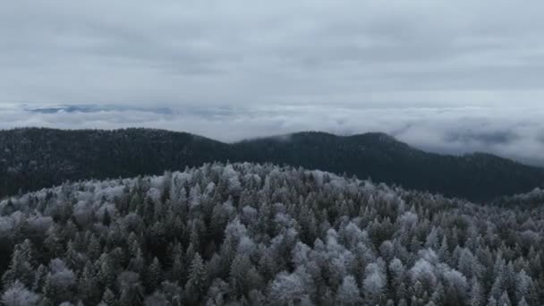 Vista Aérea Paisagem Inverno Floresta Nevada Norte Queda Neve Primeira — Vídeo de Stock