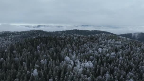 Kuzey Karlı Orman Kış Manzarası Kar Yağışı Ilk Taze Kar — Stok video