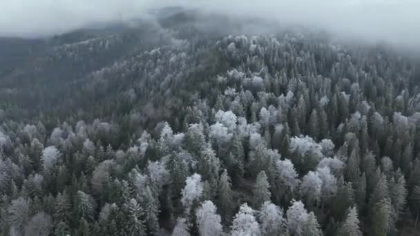 Вид Північного Сніжного Лісу Зимовий Пейзаж Снігопад Перший Свіжий Снігопад — стокове відео