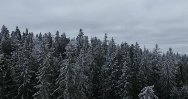 空中俯瞰北方雪地森林冬季景观 降雪和初雪覆盖森林 俯瞰全景 高质量的4K镜头 — 图库视频影像
