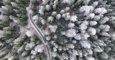 Kuzey karlı orman kış manzarası, kar yağışı ve ilk taze kar kaplı orman, tepeden aşağı manzara. Yüksek kalite 4k görüntü