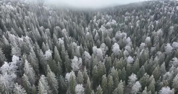 Luftfoto Nordlig Snedækket Skov Vinterlandskab Snefald Første Friske Snedækkede Skov – Stock-video